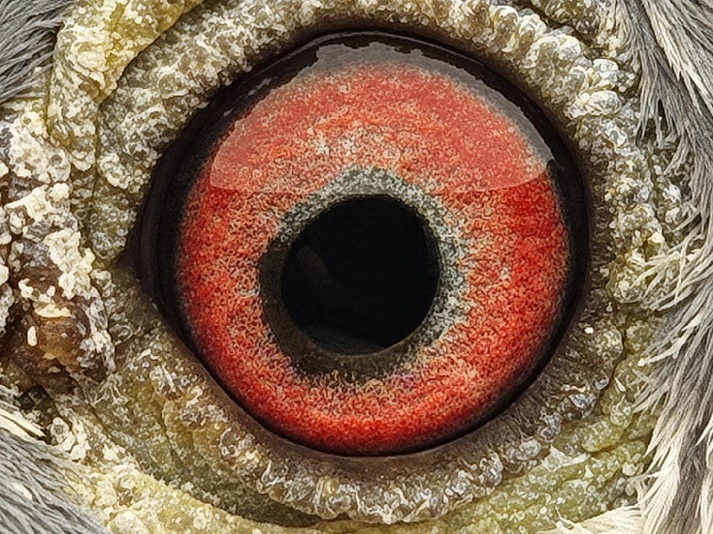Pigeon eye